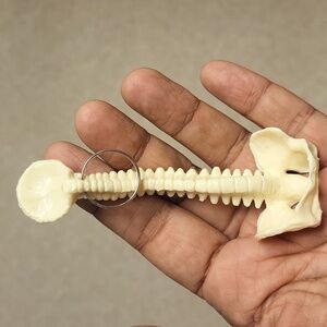 Spine key chain new occiput spine and pelvis New